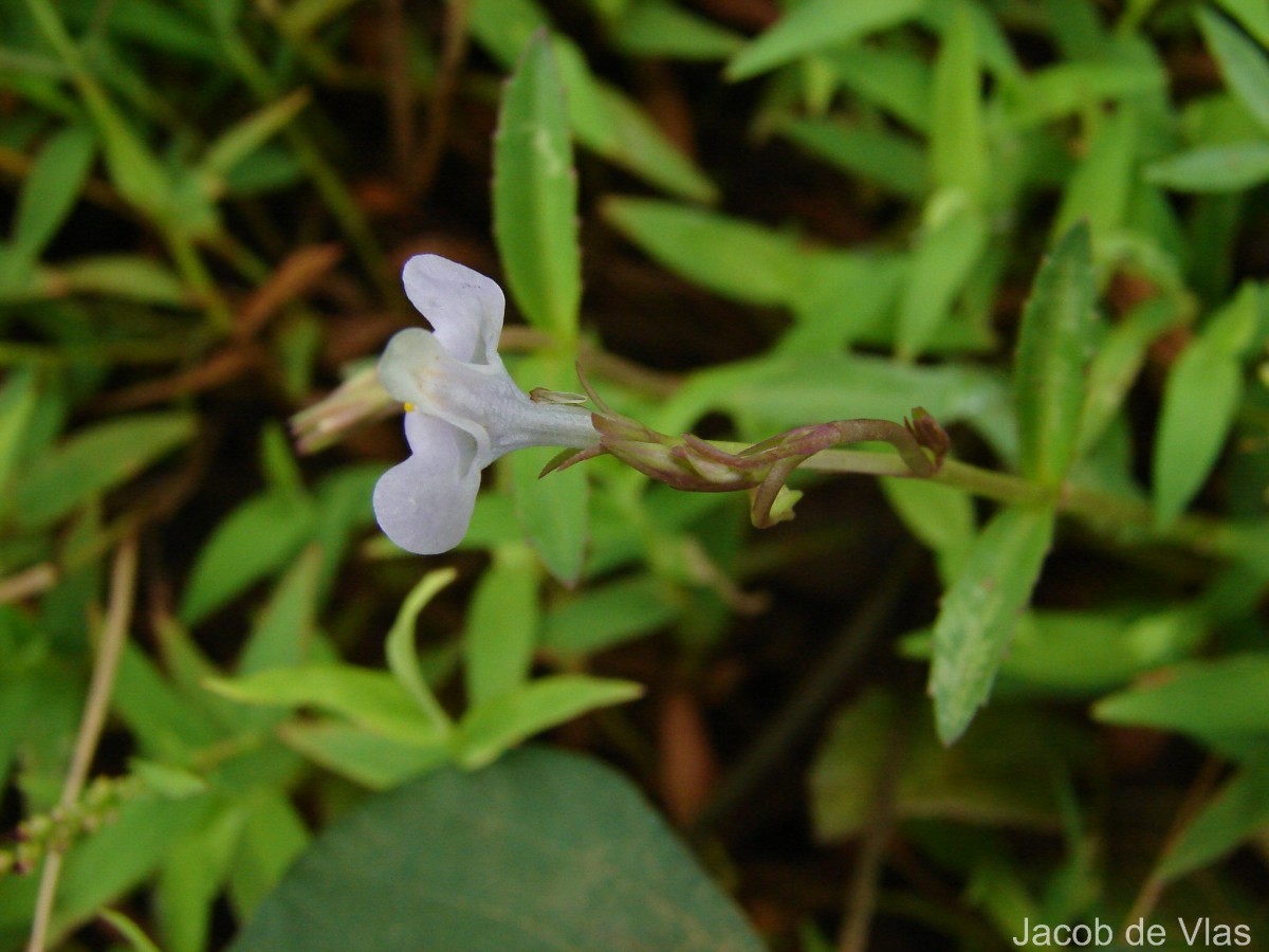 Bonnaya antipoda (L.) Druce